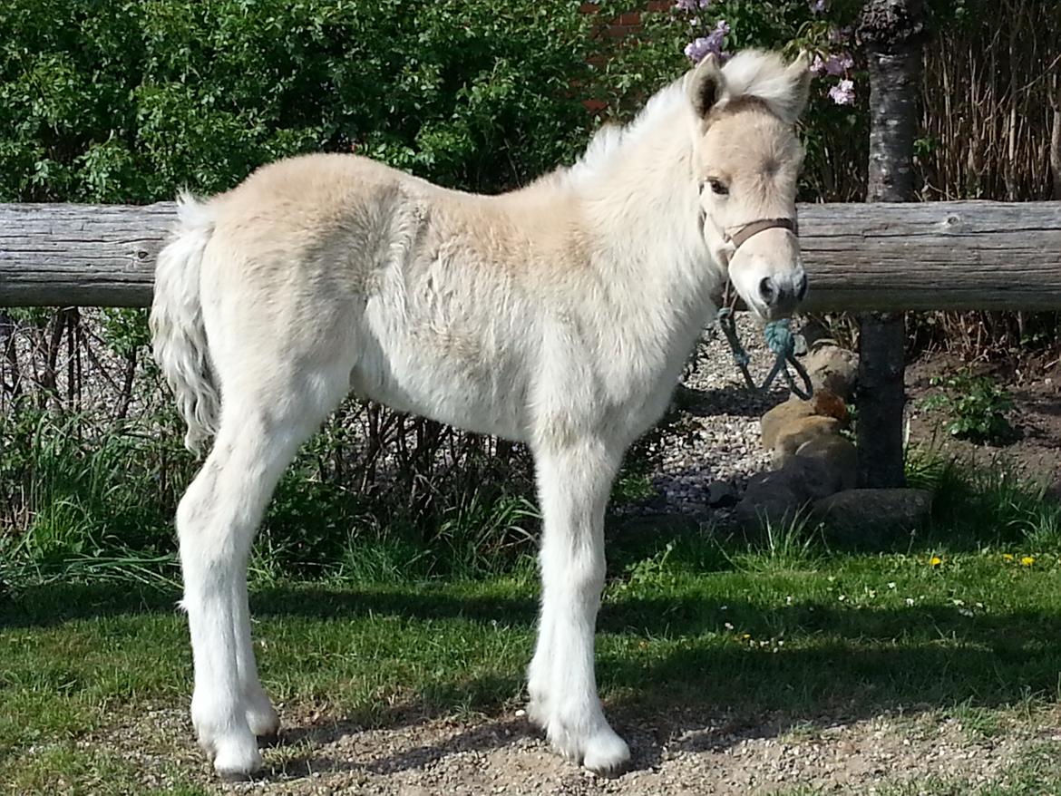 Fjordhest Carla Vårby - Når mor rider må jeg stå her til bommen billede 2