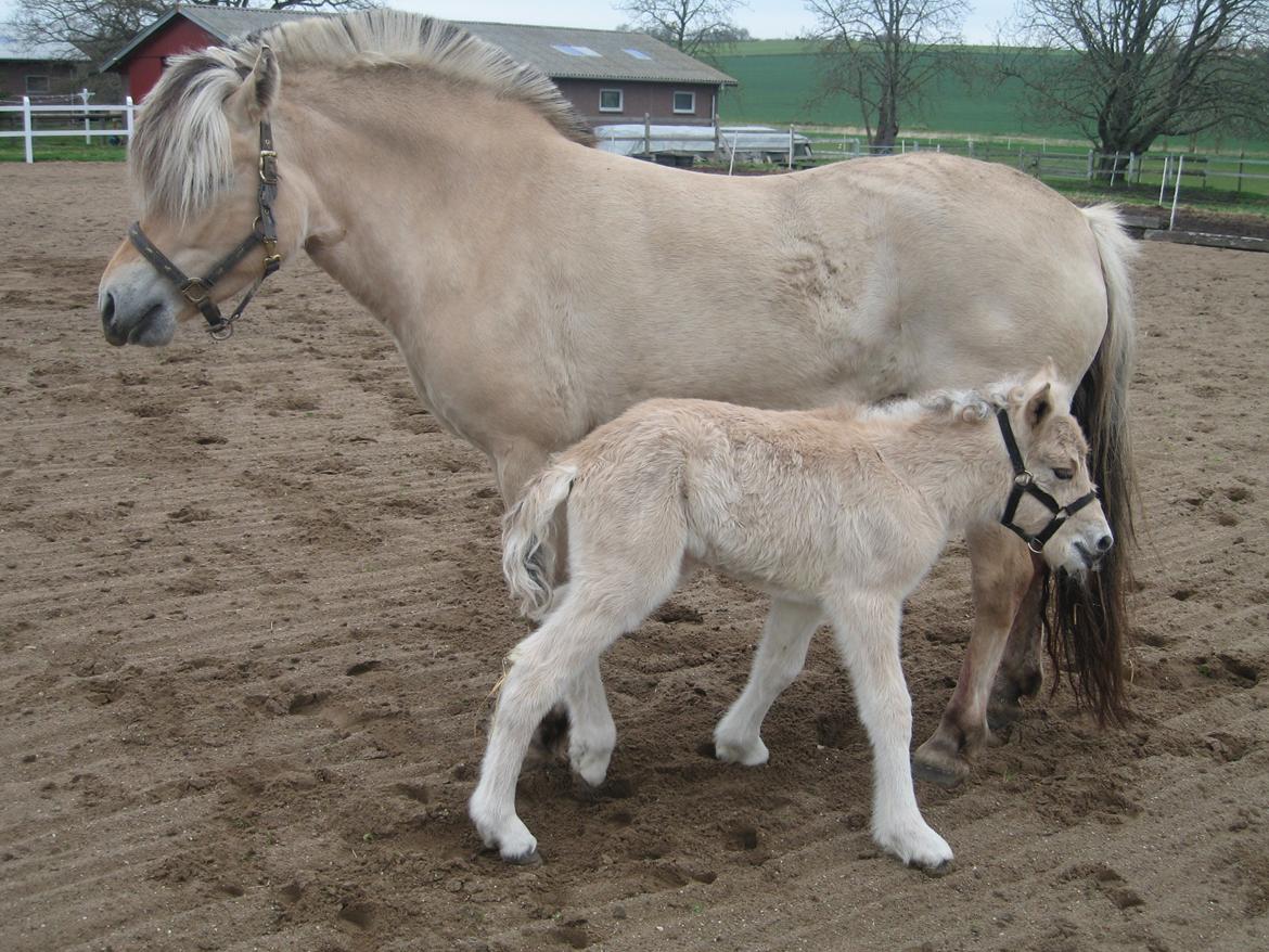 Fjordhest Carla Vårby - Carla 1 dag gammel billede 3