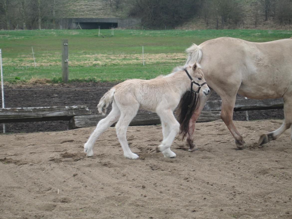 Fjordhest Carla Vårby - Carla på fold billede 4
