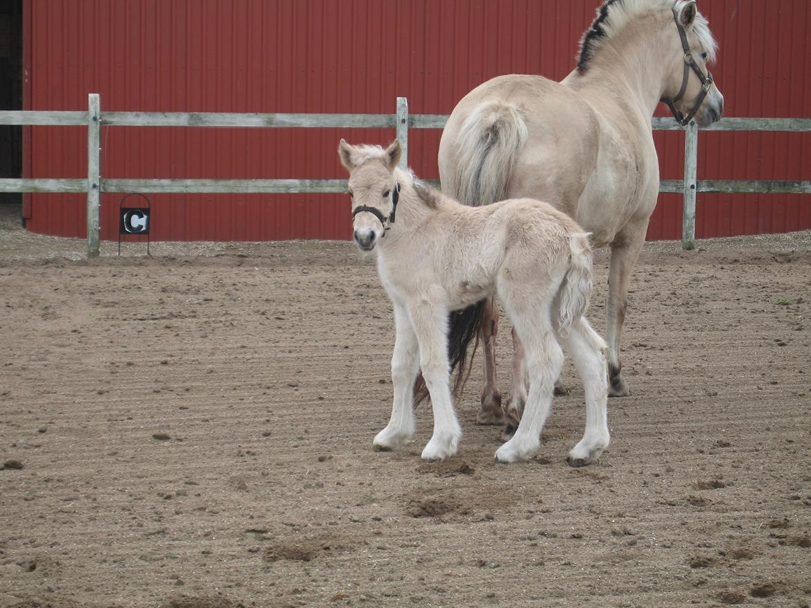 Fjordhest Carla Vårby - Jeg ser lige på fotografen billede 5