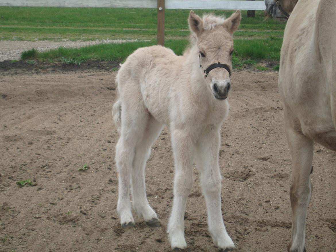 Fjordhest Carla Vårby - Hej hej billede 6