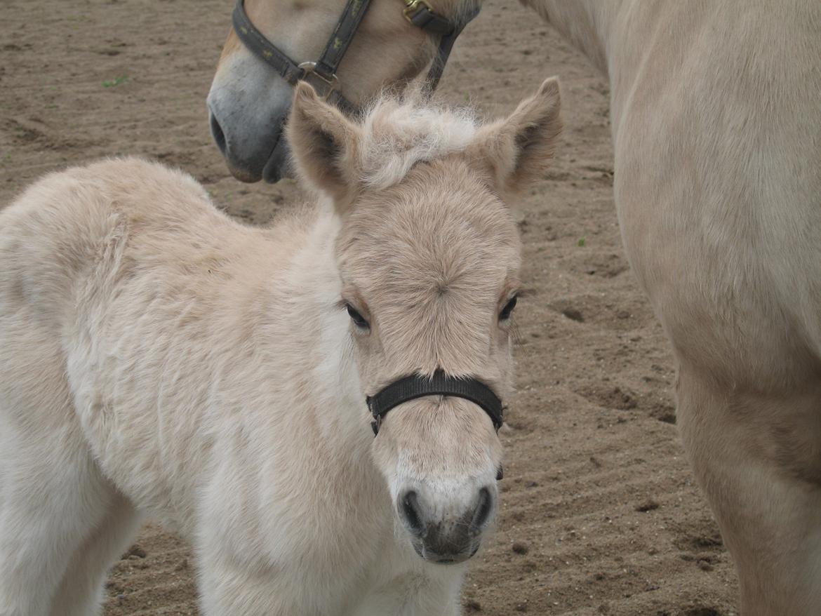 Fjordhest Carla Vårby - Smukke Carla billede 7