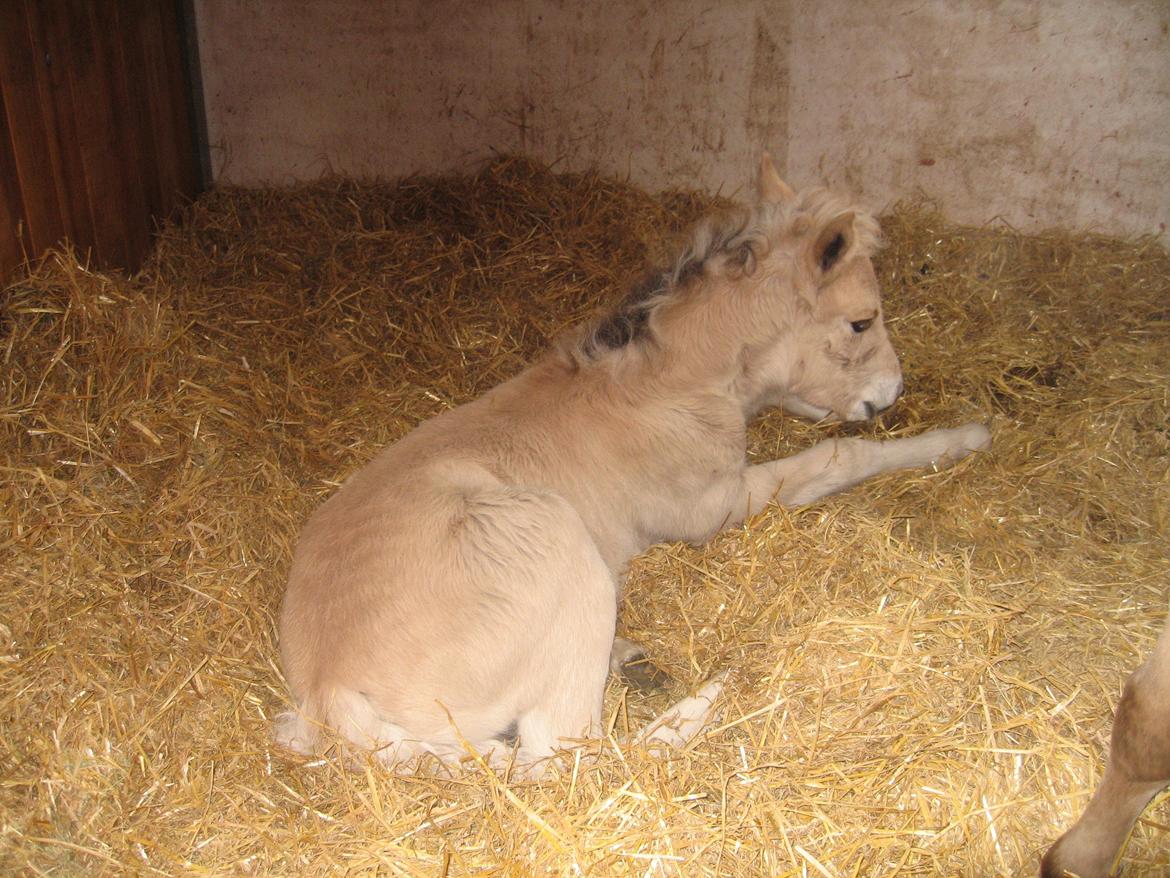 Fjordhest Carla Vårby - Jeg tager lige en lur billede 8