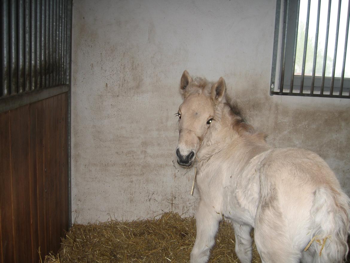 Fjordhest Carla Vårby - Hmm du har taget mig på morgensengen billede 9