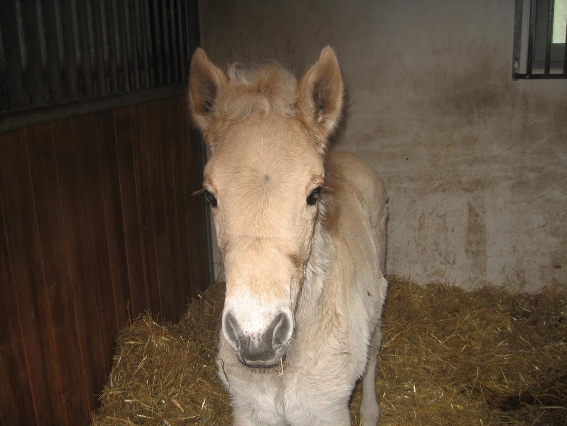 Fjordhest Carla Vårby - Godmorgen billede 10