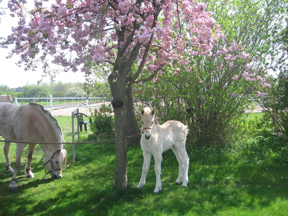 Fjordhest Carla Vårby - Carla og Chili under det blomstrene kirsebærtræ billede 11