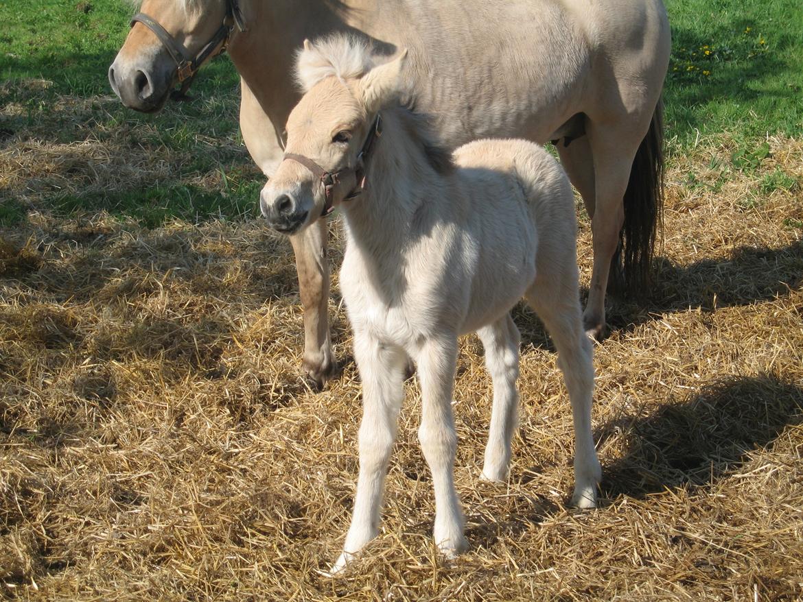 Fjordhest Carla Vårby - Hej Hej billede 12