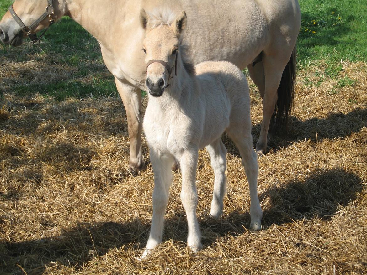 Fjordhest Carla Vårby - Yndige Carla billede 13