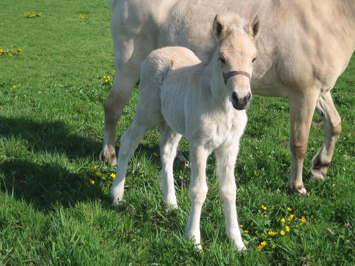 Fjordhest Carla Vårby - Hej madmor kommer du med guf billede 14