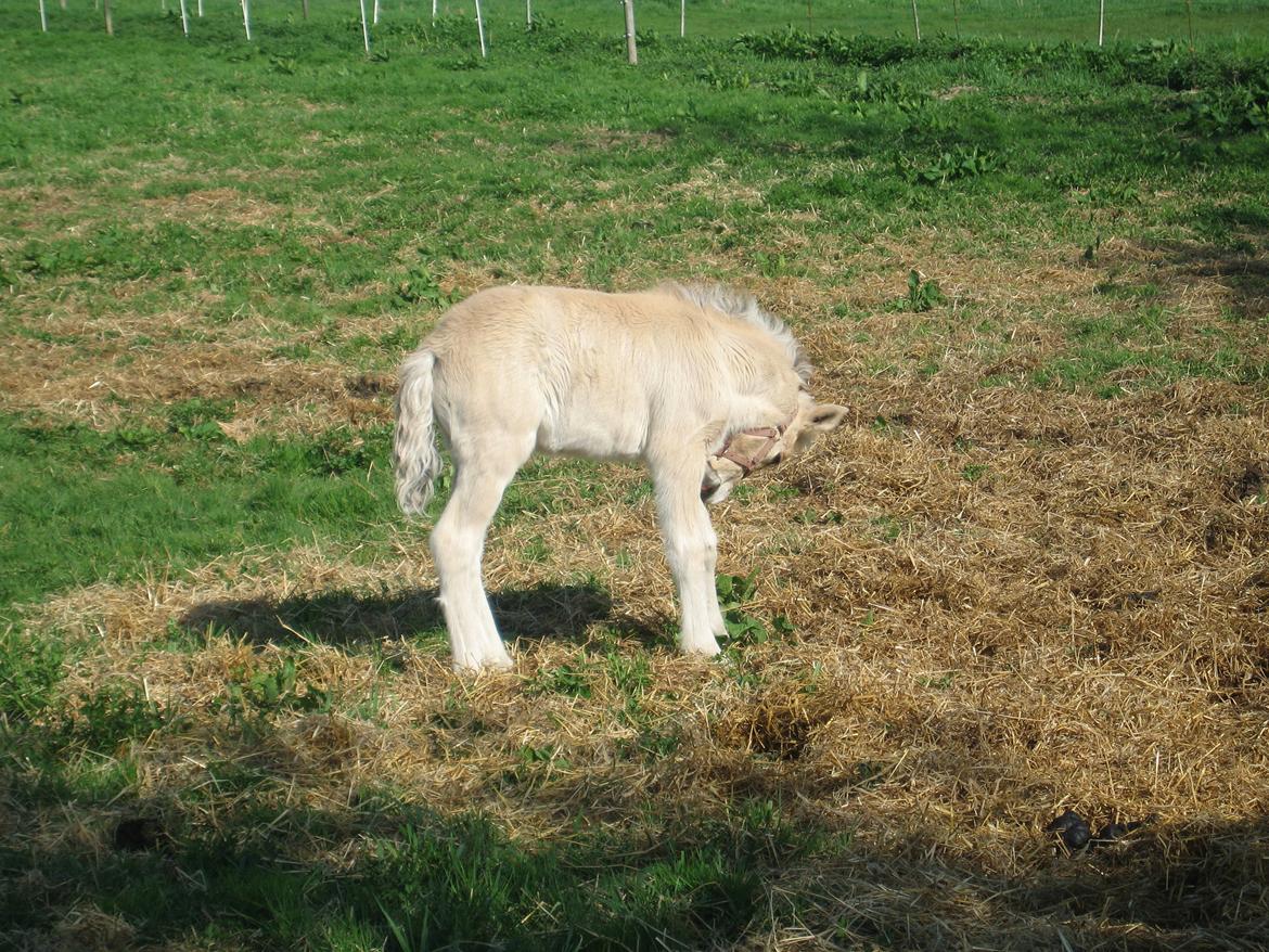 Fjordhest Carla Vårby - Uhh det klør altså billede 15