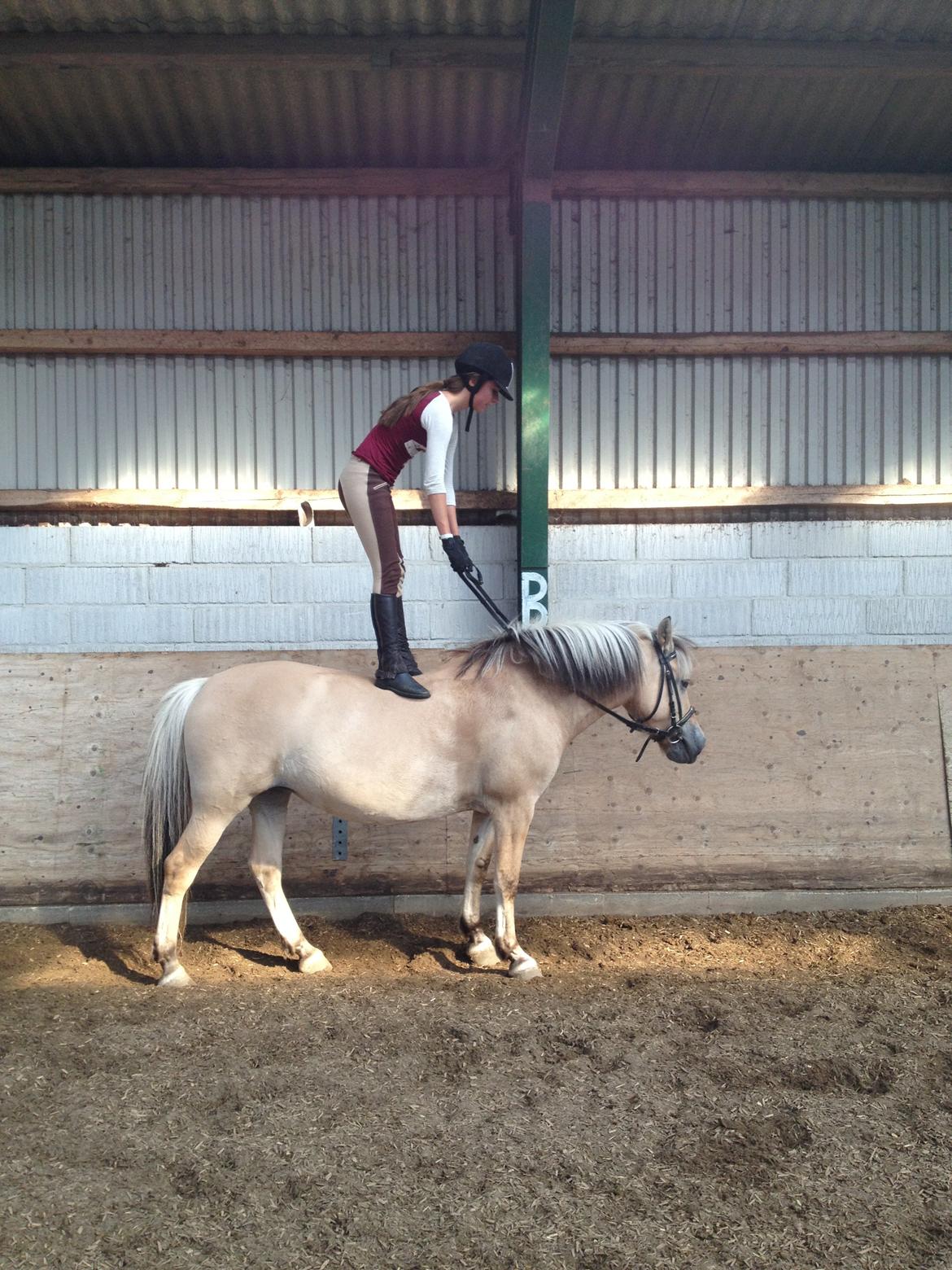 Fjordhest Safran [Tidl part] billede 4