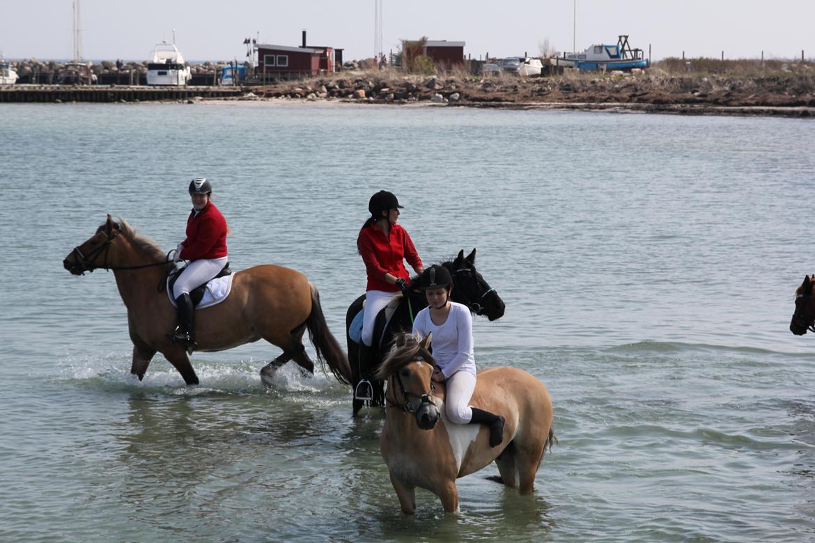 Hollandsk Sportspony Salt And Pepper - Den bedste ponybums i verden! <3<3 billede 1