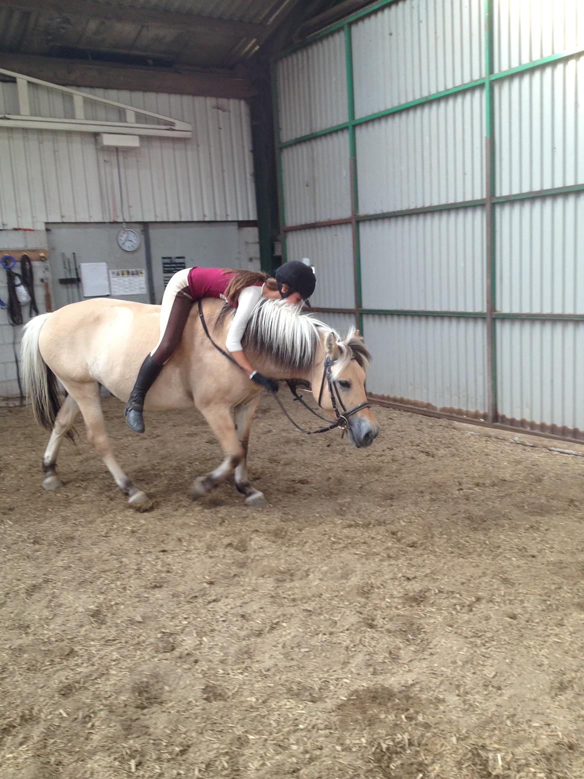 Fjordhest Safran [Tidl part] billede 3