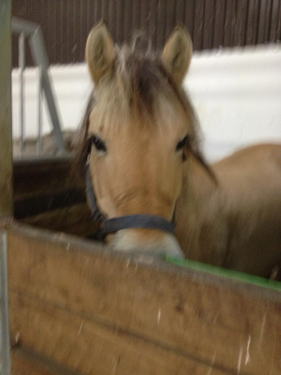 Fjordhest Safran [Tidl part] billede 9