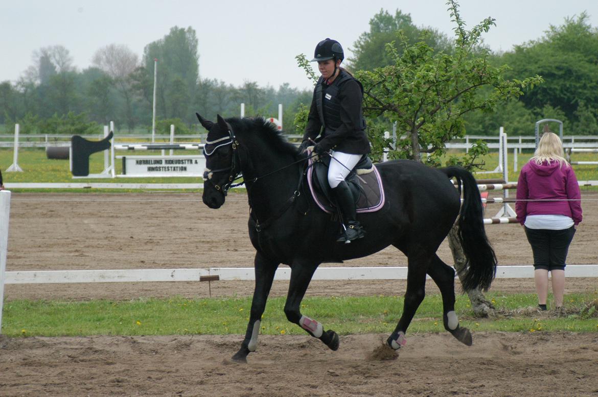 Anden særlig race IVER - 19.05.13 Opvarmning på BOGØ.  billede 20