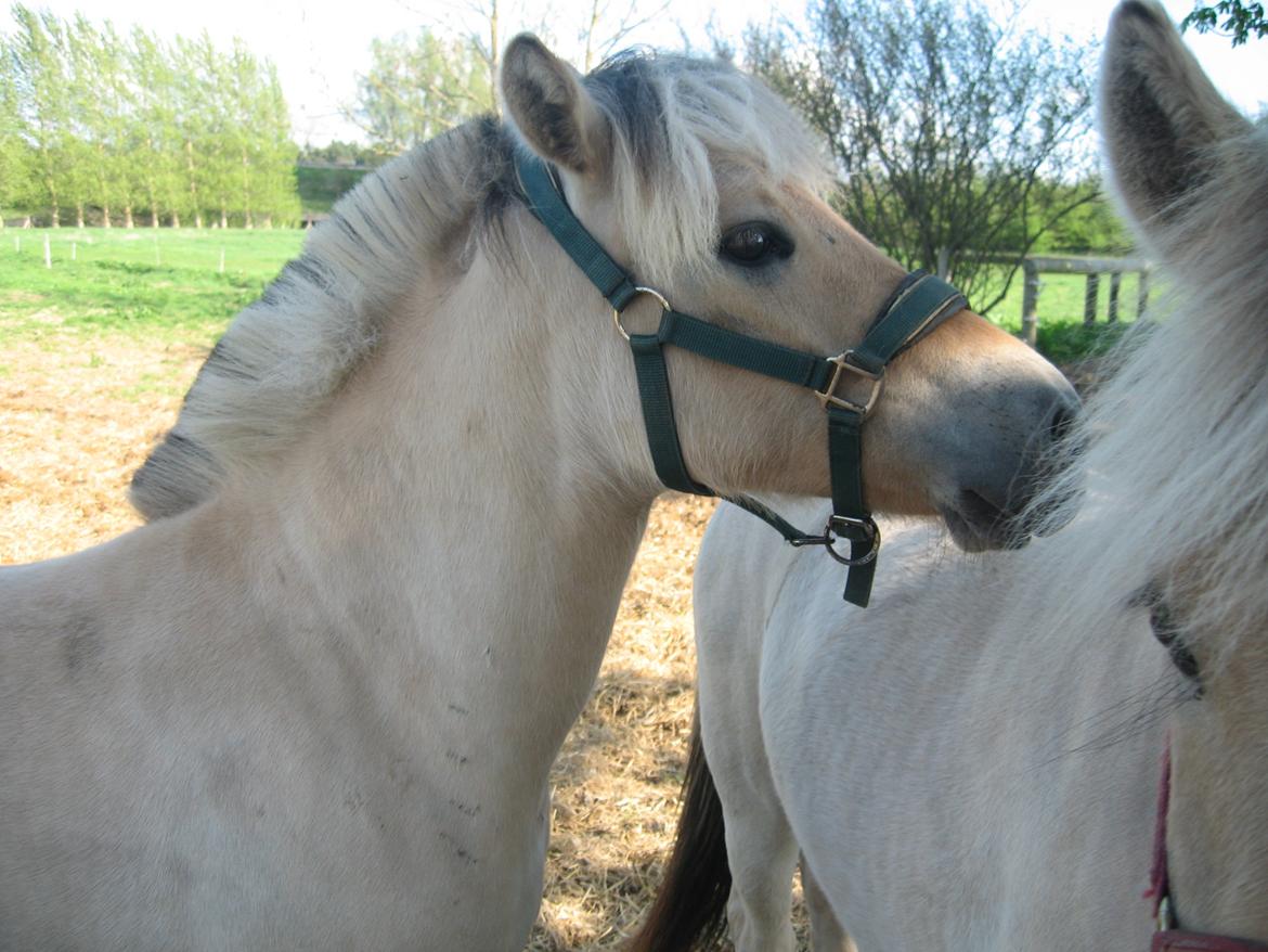 Fjordhest Rosemunde Vårby billede 15