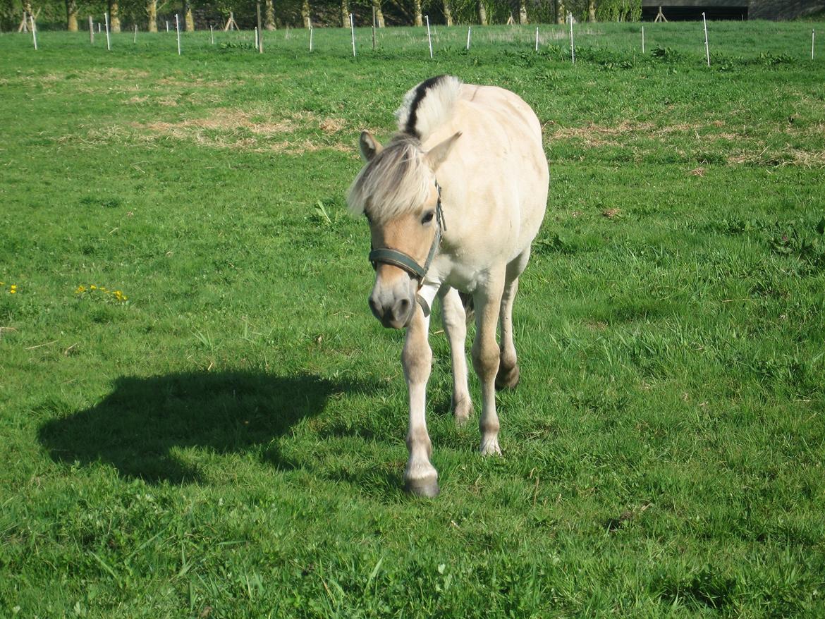 Fjordhest Rosemunde Vårby billede 16