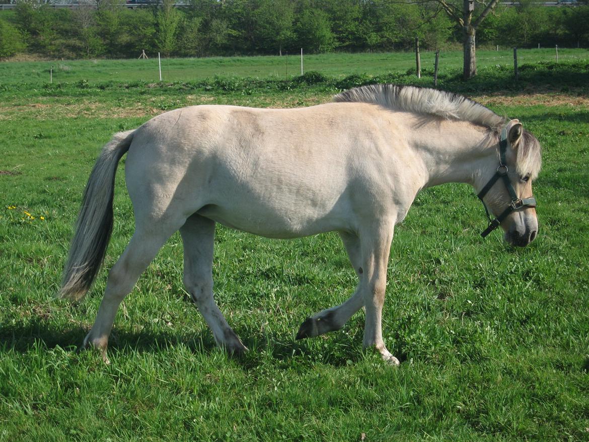 Fjordhest Rosemunde Vårby billede 17