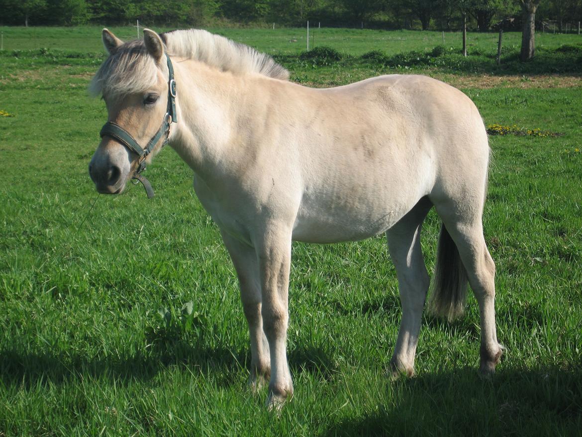 Fjordhest Rosemunde Vårby billede 18