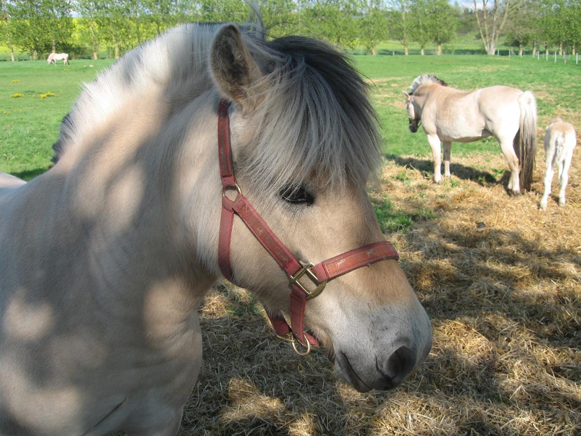 Fjordhest Chanel Vårby #Solgt billede 11