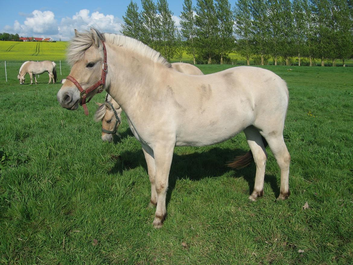 Fjordhest Chanel Vårby #Solgt billede 12