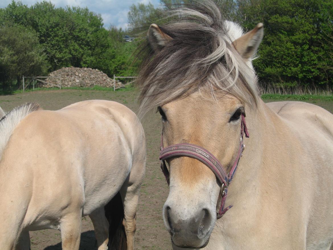 Fjordhest Merle Vårby # Solgt billede 15