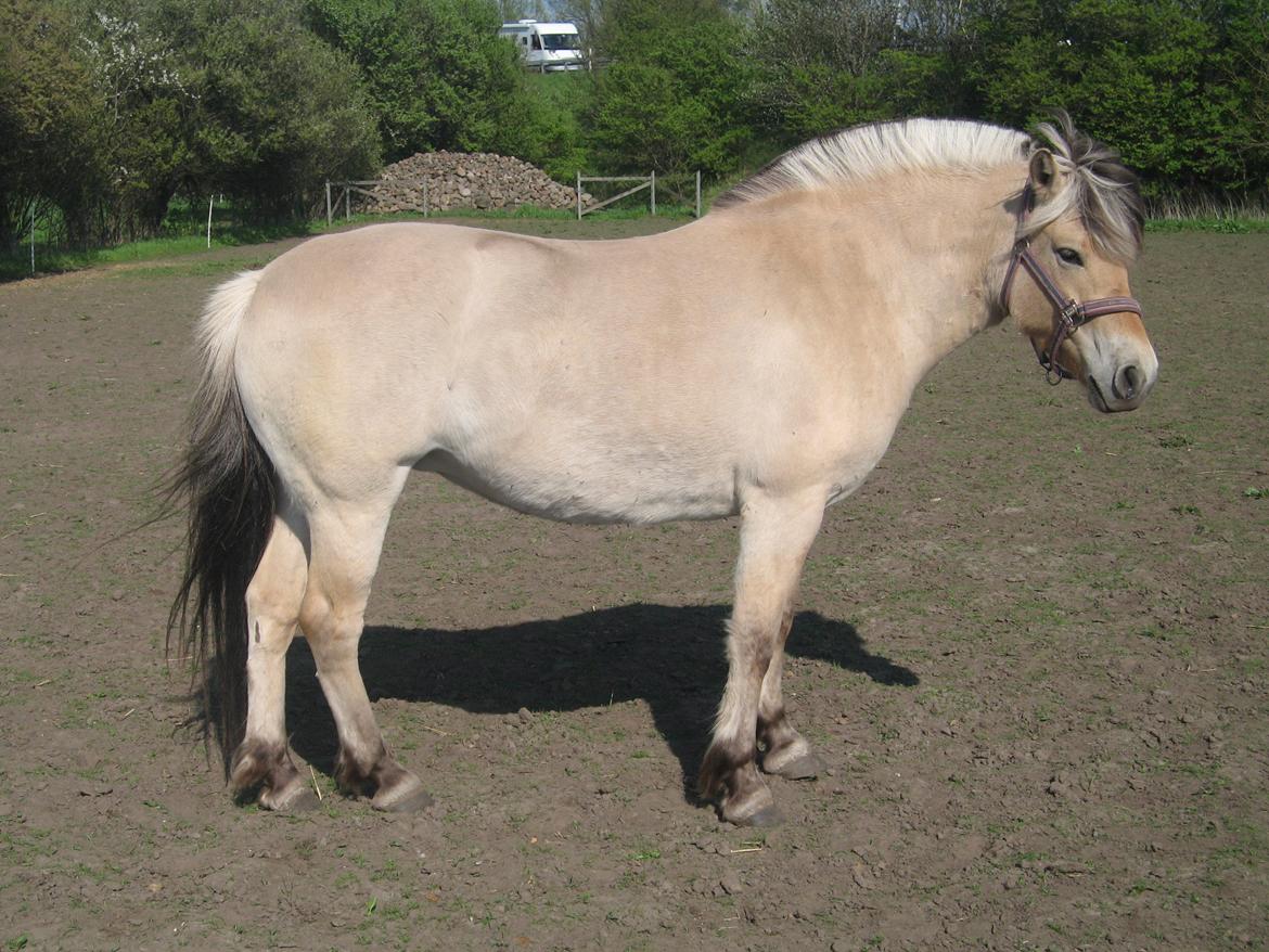 Fjordhest Merle Vårby # Solgt billede 16