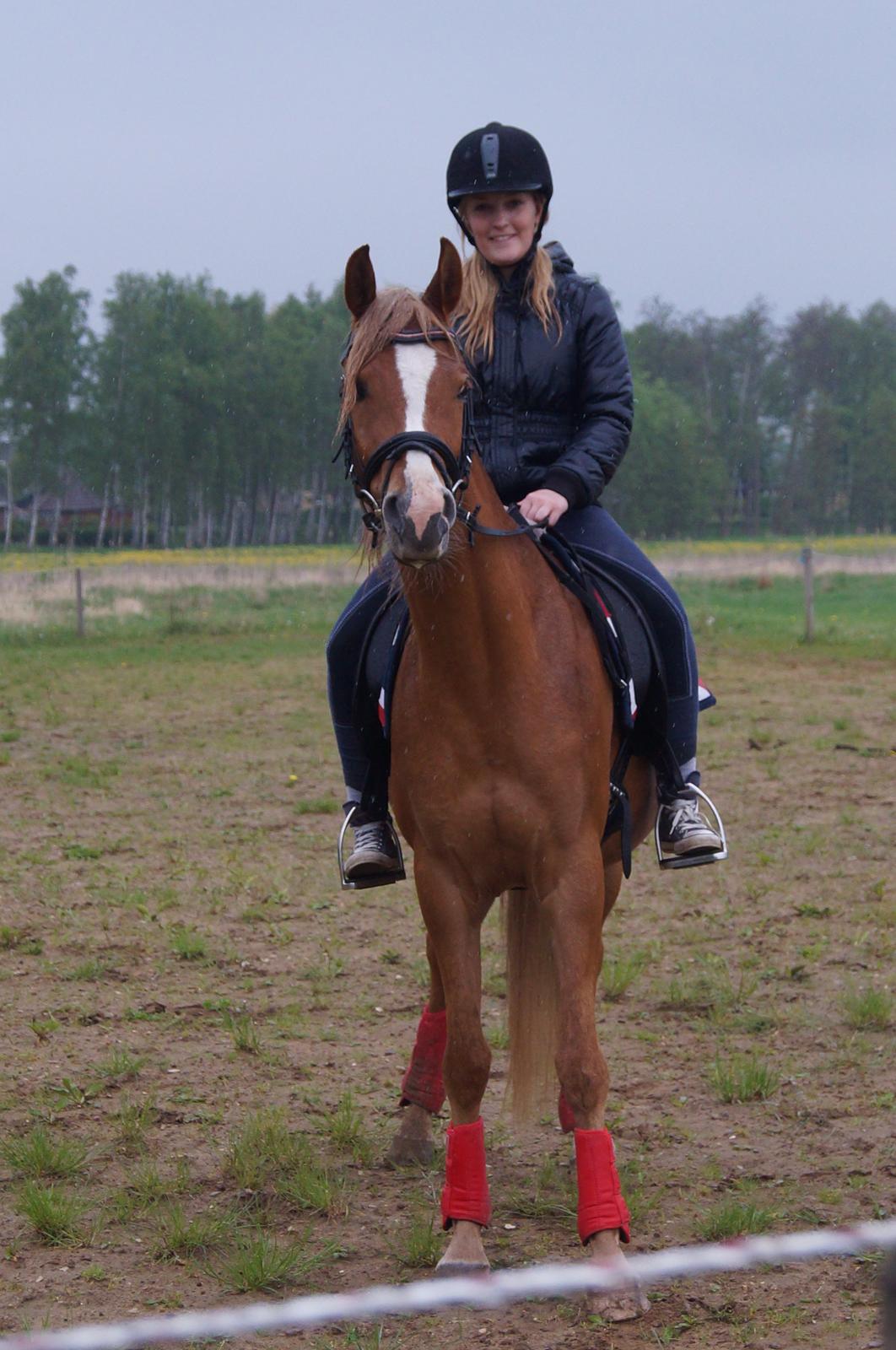 Arabisk fuldblod (OX) BS Enrico - Korte bøjler og converse ødelægger lidt det gode billede <3  billede 7