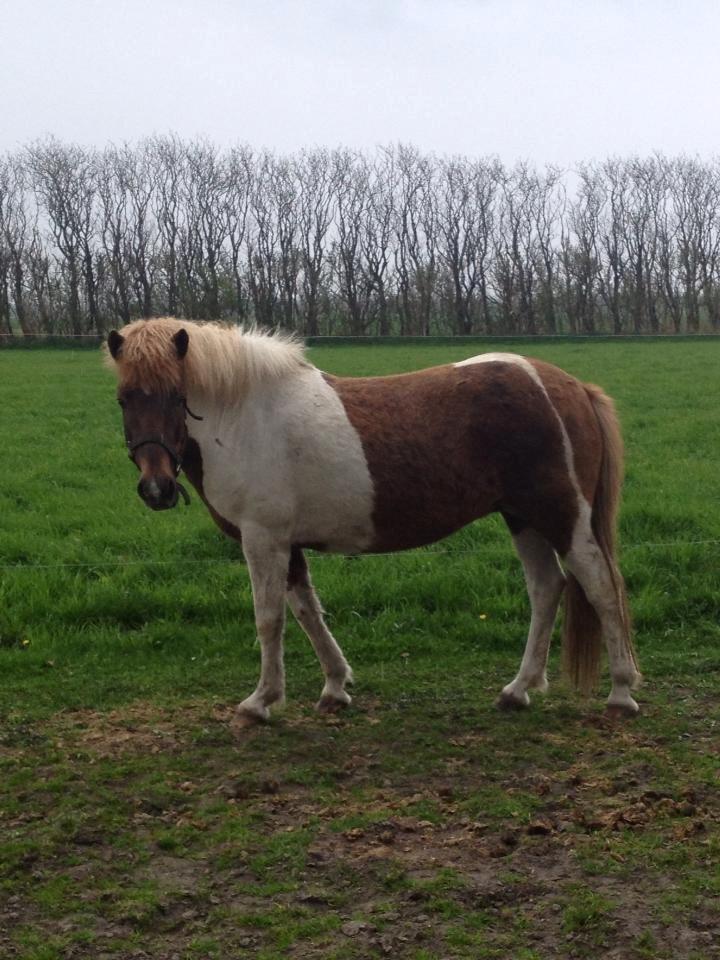 Islænder Veiga billede 12