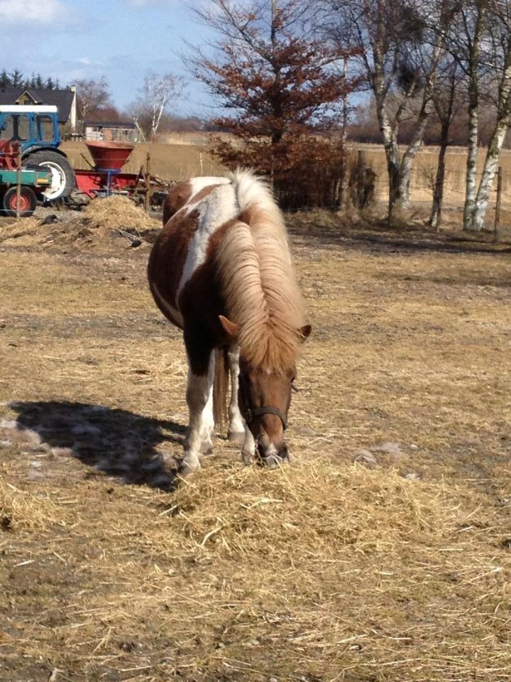 Islænder Veiga billede 2
