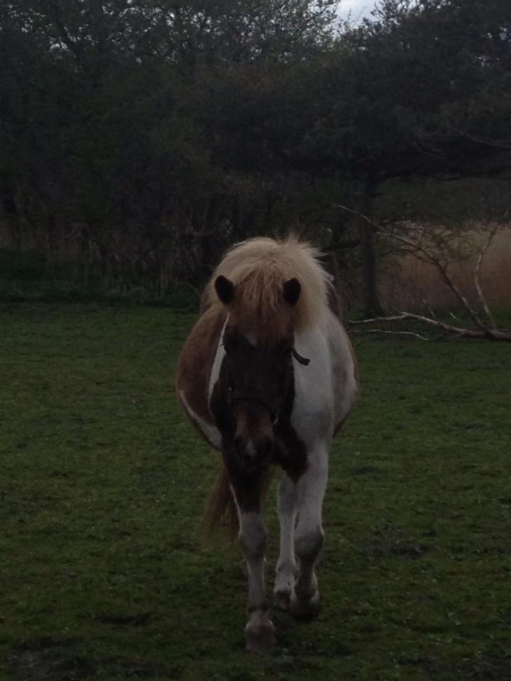Islænder Veiga billede 5