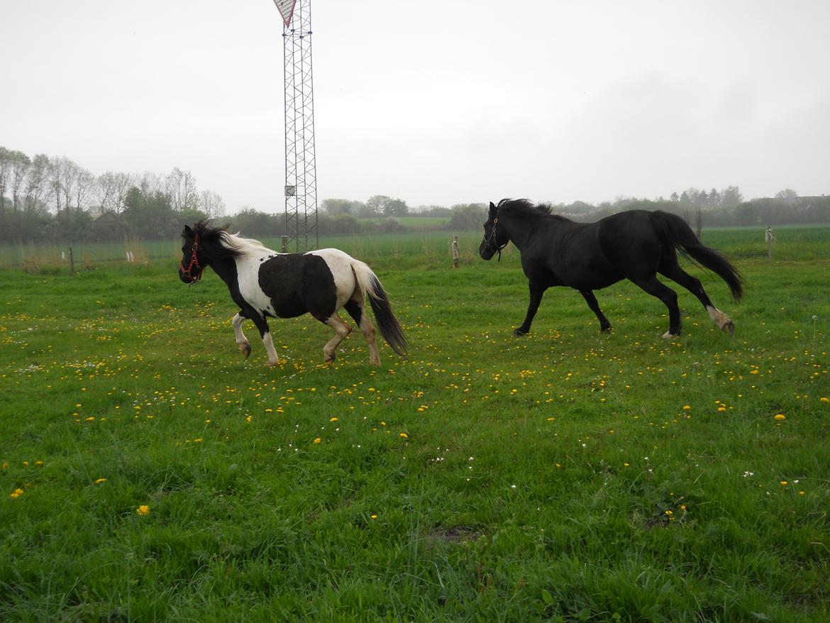 Anden særlig race Filur (Filummeren<3) - Stella og Filur<3 billede 14