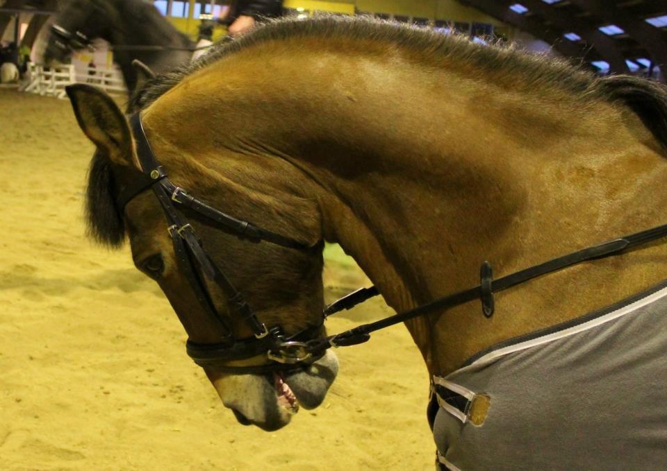 Irsk Sportspony Danny boy (solgt)  billede 8