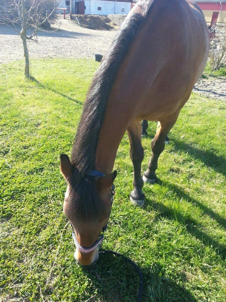 Irsk Sportspony Danny boy (solgt)  billede 9