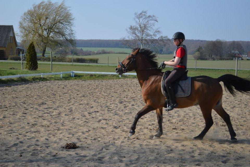 Irsk Sportspony Danny boy (solgt)  billede 10