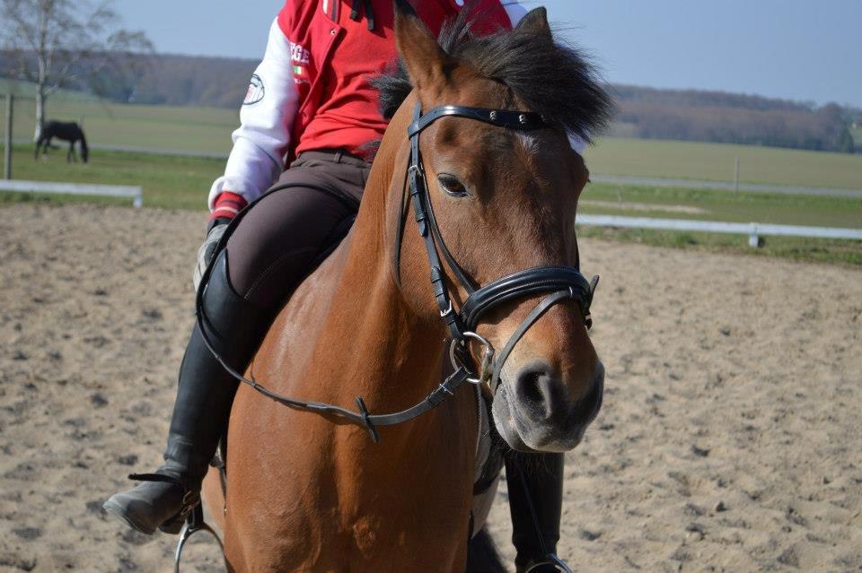 Irsk Sportspony Danny boy (solgt)  billede 11