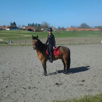 Irsk Sportspony Danny boy (solgt)  billede 12