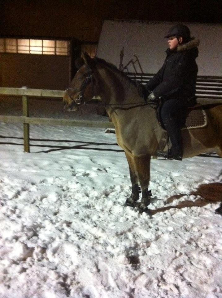 Irsk Sportspony Danny boy (solgt)  billede 14