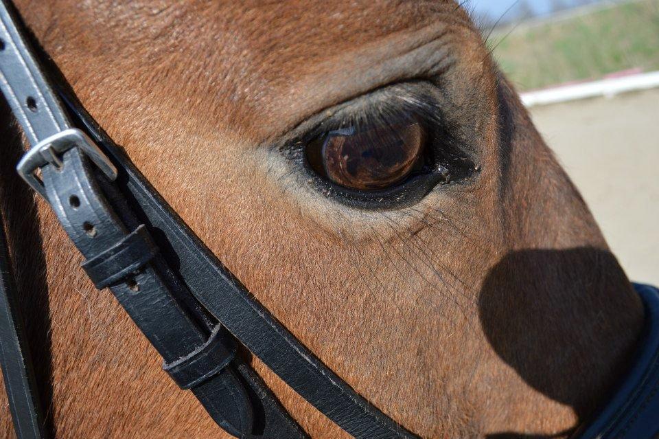 Irsk Sportspony Danny boy (solgt)  billede 15