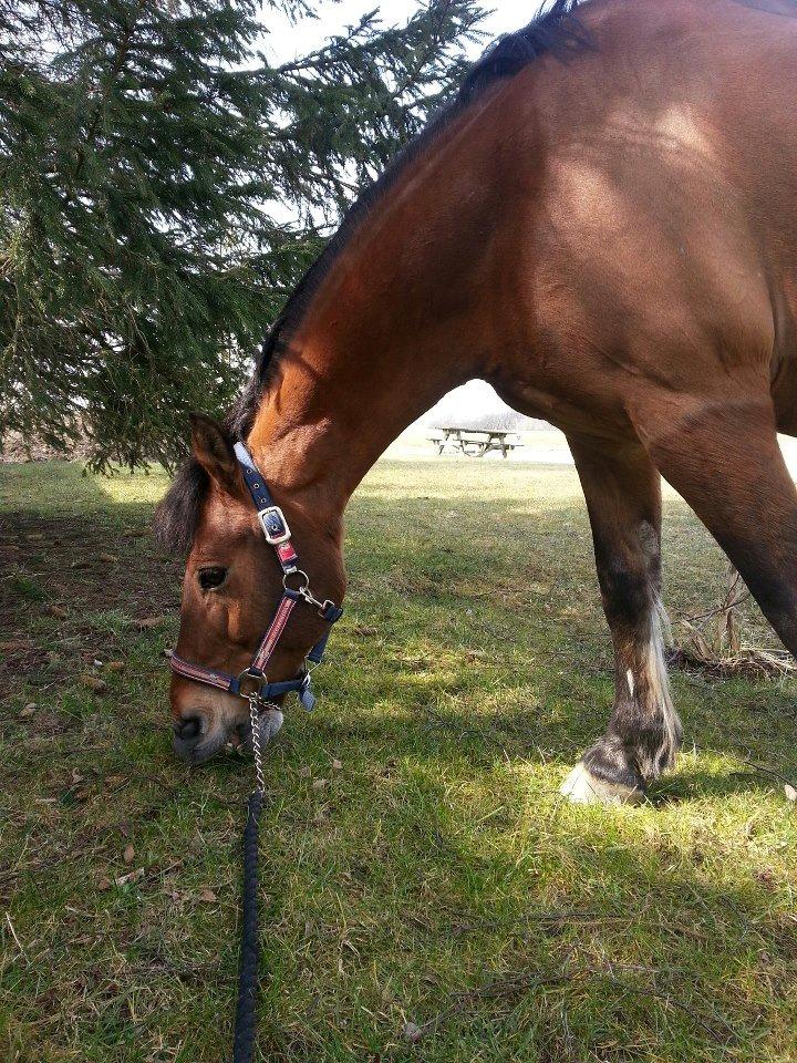 Irsk Sportspony Danny boy (solgt)  billede 18