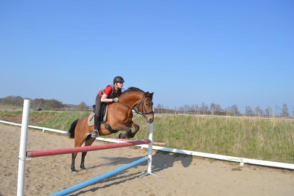 Irsk Sportspony Danny boy (solgt)  - 100 cm billede 19