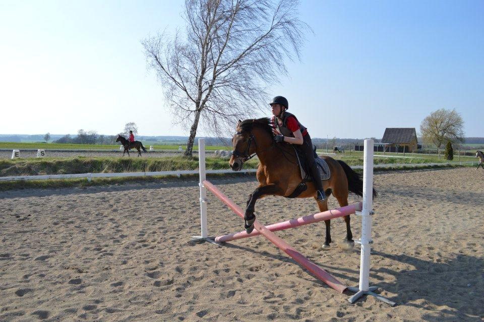 Irsk Sportspony Danny boy (solgt)  billede 20