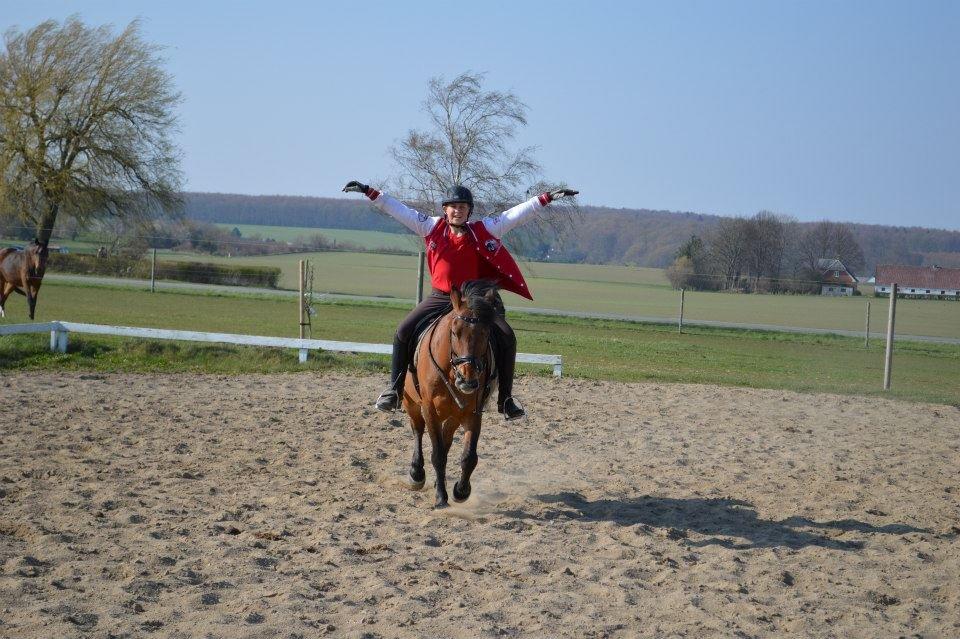 Irsk Sportspony Danny boy (solgt)  billede 21