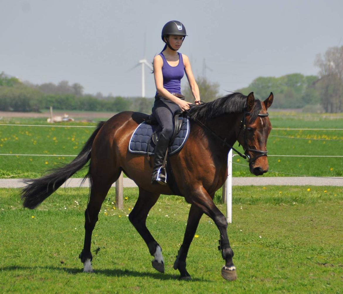 Dansk Varmblod Cille billede 19