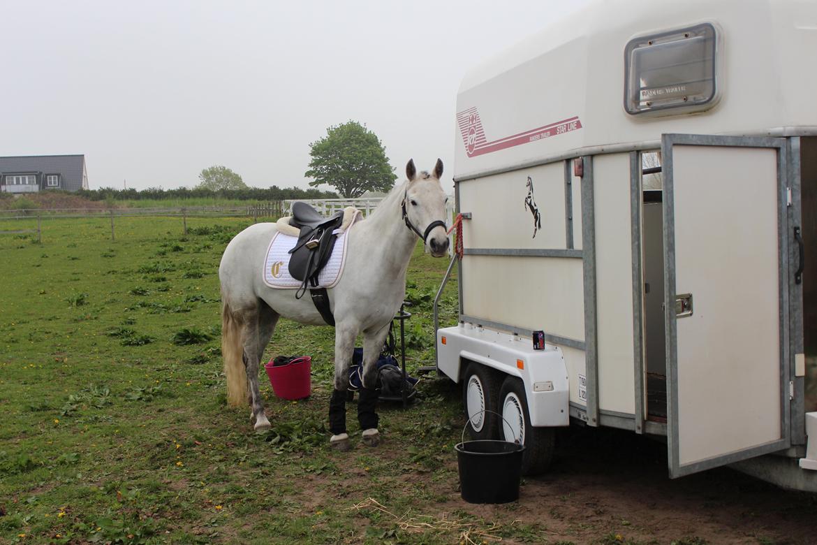 Connemara Haahr's Sundae - Hygge inden stævnet. billede 4