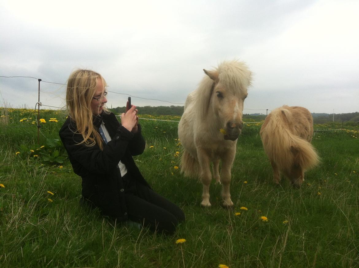 Shetlænder Brafs Poker - Pokemon <3 - Maj 2013 billede 18