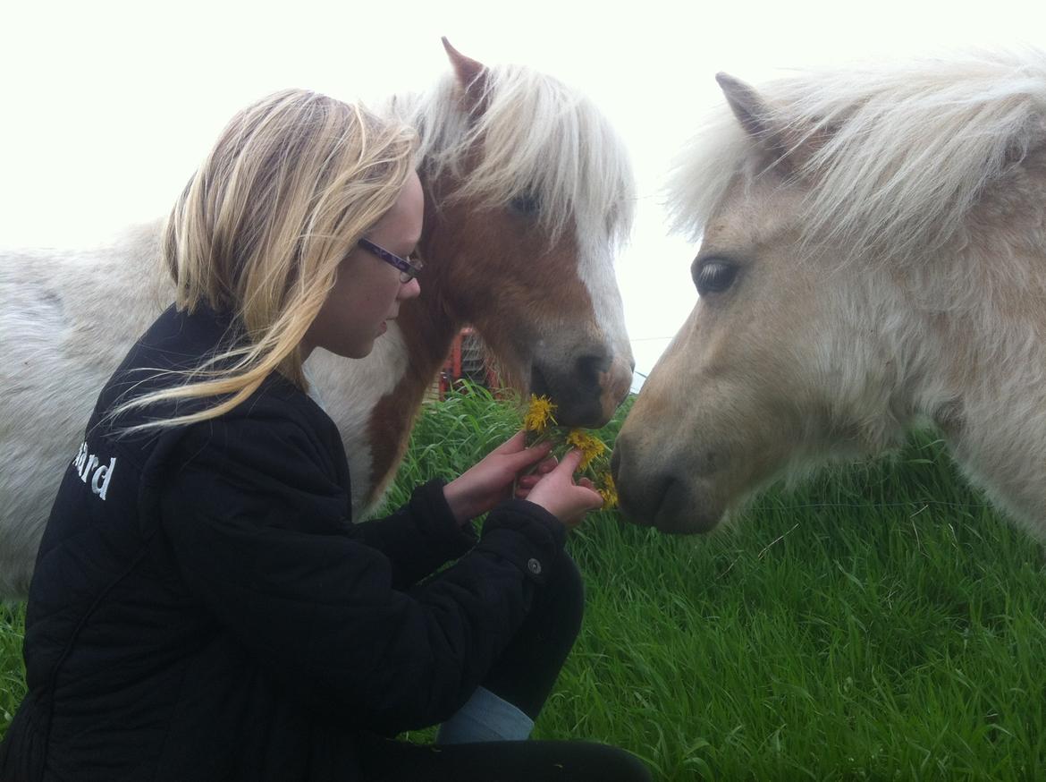 Shetlænder Brafs Poker - Pokemon <3 - Maj 2013 billede 12