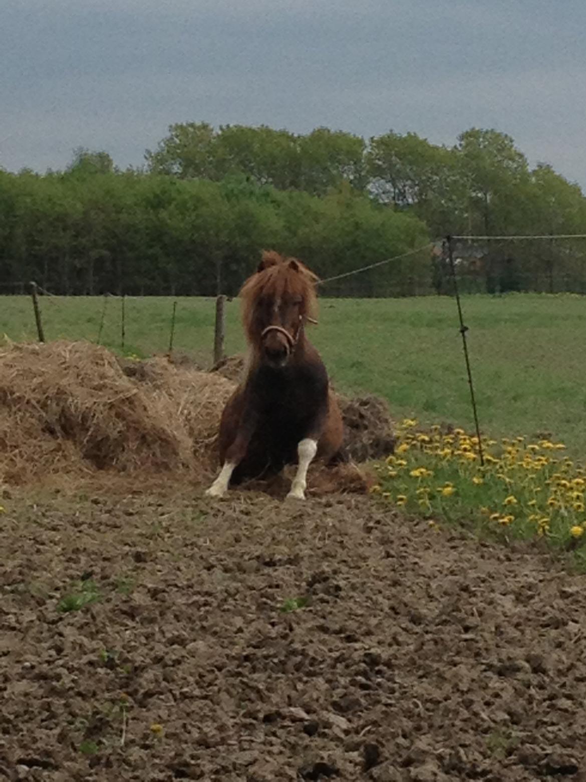 Shetlænder Lilo billede 15