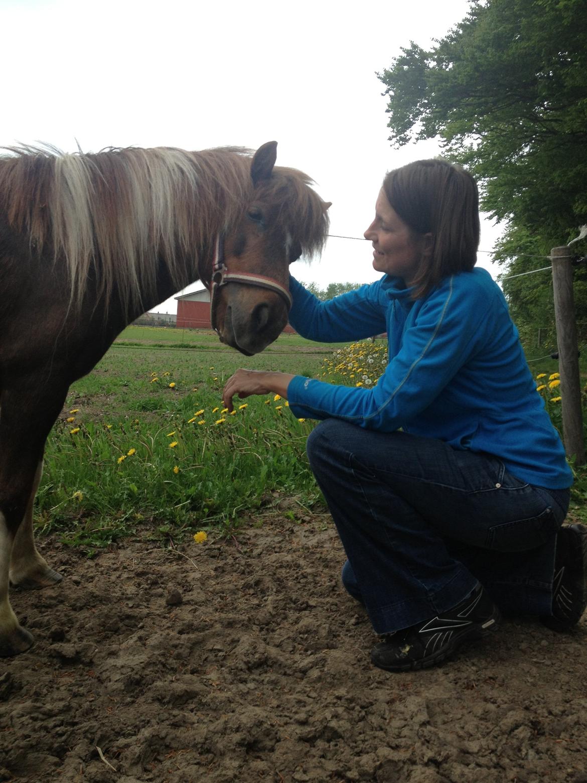 Shetlænder Lilo billede 16
