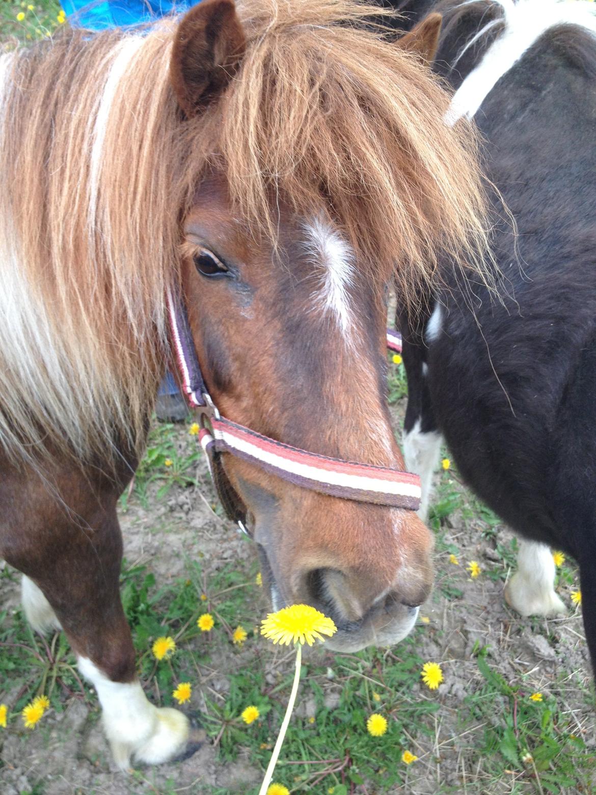 Shetlænder Lilo billede 17